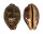 CYPRAEIDAE LEPOCYPRAEA MAPPA shell