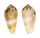 CONIDAE CONUS FULMEN shell