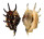 STROMBIDAE LAMBIS LAMBIS shell