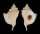 MURICIDAE TYPHIS PERCHARDEI shell