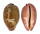 CYPRAEIDAE LEPOCYPRAEA MAPPA PANERYTHRA shell
