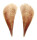 PINNIDAE PINNA aff. MURICATA shell