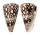 CONIDAE CONUS BANDANUS shell