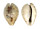 CYPRAEIDAE CYPRAEA TEULEREI shell