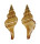 FASCIOLARIIDAE GRANULIFUSUS DONDANI shell