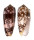 CONIDAE CONUS STRIATUS shell