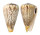 CONIDAE CONUS SURATENSIS shell