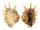 STROMBIDAE LAMBIS MILLEPEDA shell