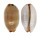 CYPRAEIDAE LURIA ISABELLA ISABELLA shell