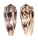 CONIDAE CONUS STRIATUS shell