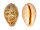 CYPRAEIDAE LEPOCYPRAEA MAPPA GEOGRAPHICA MARESINICA shell