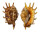 STROMBIDAE LAMBIS VERTRIESTI shell
