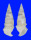 CERITHIIDAE RHINOCLAVIS VERTAGUS shell