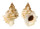 BURSIDAE TUTUFA OYAMAI shell