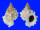 BURSIDAE TUTUFA OYAMAI shell