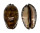 CYPRAEIDAE MAURITIA ARABICA shell