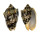 VOLUTIDAE CYMBIOLA VESPERTILIO shell