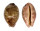 CYPRAEIDAE LEPOCYPRAEA MAPPA shell