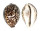 CYPRAEIDAE CYPRAEA TIGRIS shell