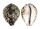 CYPRAEIDAE CYPRAEA TIGRIS shell