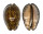 CYPRAEIDAE MAURITIA ARABICA ASIATICA shell