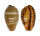 CYPRAEIDAE PALMADUSTA LUTEA shell