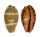 CYPRAEIDAE PALMADUSTA LUTEA shell