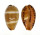 CYPRAEIDAE PALMADUSTA LUTEA shell