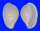 OVULIDAE PRINOVOLVA CASTANEA shell