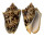 VOLUTIDAE CYMBIOLA VESPERTILIO shell