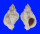 MURICIDAE CERASTOSTOMA RORIFLUUM shell