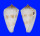 CONIDAE CONUS SAMIAE shell