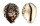 CYPRAEIDAE CYPRAEA TIGRIS shell