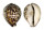 CYPRAEIDAE CYPRAEA TIGRIS shell