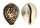 CYPRAEIDAE CYPRAEA TIGRIS shell