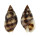 NASSARIIDAE NASSARIUS MARGARITIFERUS shell