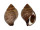 FASCIOLARIIDAE LATIROLAGENA SMARAGDULA shell