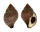 FASCIOLARIIDAE LATIROLAGENA SMARAGDULA shell