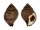 FASCIOLARIIDAE LATIROLAGENA SMARAGDULA shell