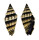 MITRIDAE VEXILLUM RUGOSUM shell