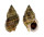 NASSARIIDAE NASSARIUS DISTORTUS shell