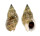 NASSARIIDAE NASSARIUS DISTORTUS shell