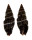 MITRIDAE VEXILLUM VIRGO shell