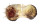 SPONDYLIDAE PINCTADA MARGARITIFERA shell
