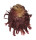 SPONDYLIDAE SPONDYLUS VARIEGATUS shell