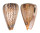 CONIDAE CONUS SURATENSIS shell