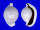OVULIDAE OVULA OVUM shell