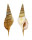 STROMBIDAE RIMELLA POWISII shell