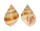 CANCELLARIIDAE CANCELLARIA EKTYPHOS shell