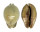 CYPRAEIDAE TRONA STERCORARIA shell